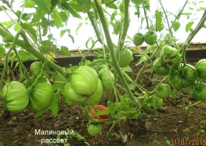 Доматена малинова зора в оранжерия