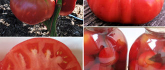 Консервиране на домати от малинов слон