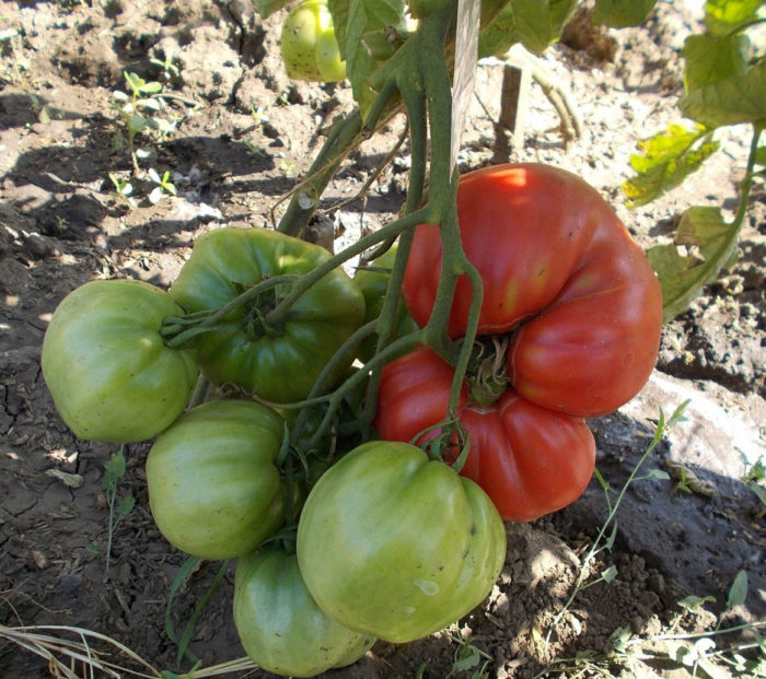 Домати сорта „Малинов слон“