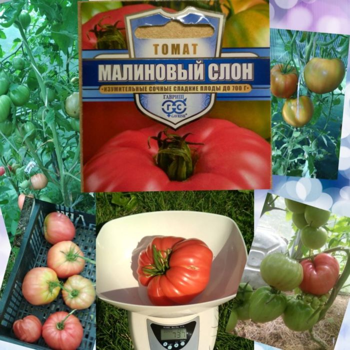 Сорт домати Малинов слон в семена и на люспи