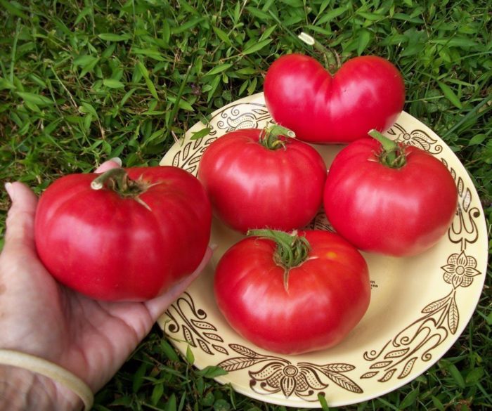 Зрели домати от сорта Малинови слонове