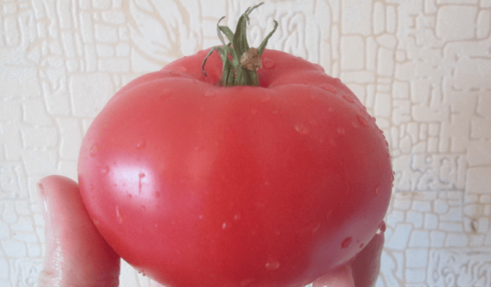 Сорт домати Малинов слон