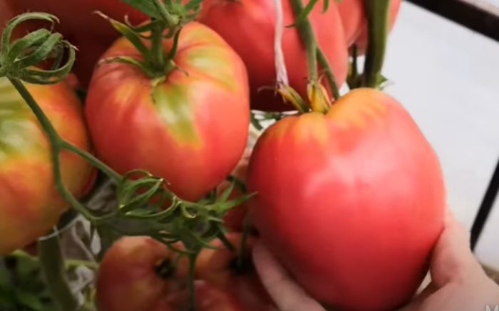 Καρδιά των ντοματών της Σιβηρίας στον θάμνο