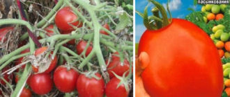 Семена и храсти от сорта Сибирско джудже