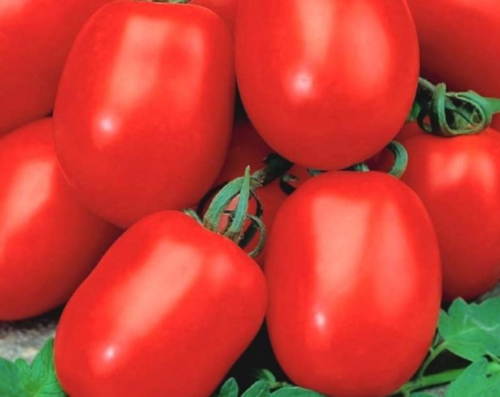 Плодове на сибирския домат джудже