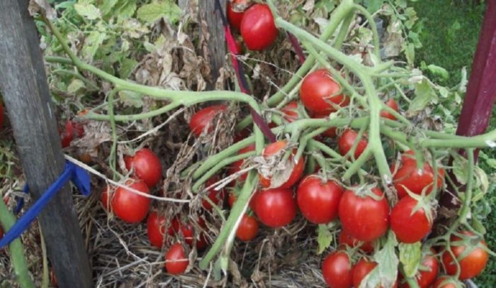 Зрели плодове на сибирското джудже