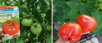 Сорт домати Сибирски килограм