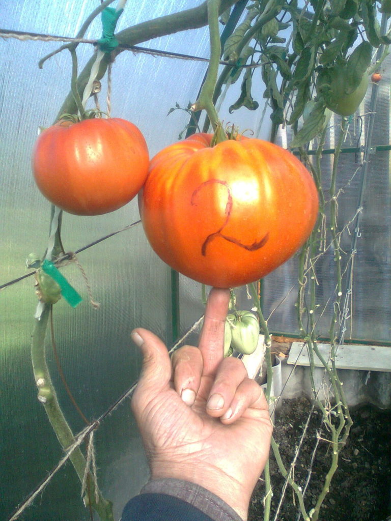 Η μεγαλύτερη ντομάτα