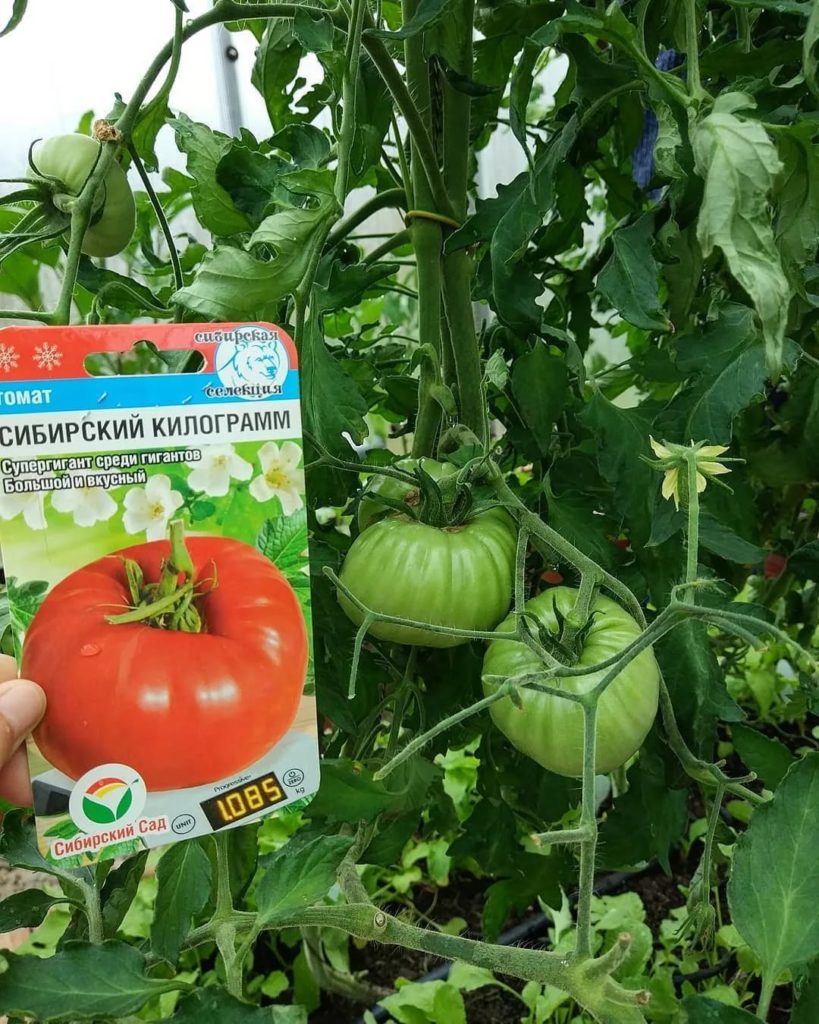 Ποικιλία ντομάτας Σιβηρίας σε κιλό