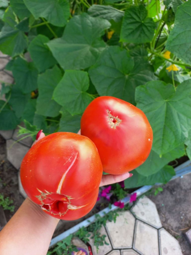 Ντομάτες της ποικιλίας Σιβηρίας Kilogram
