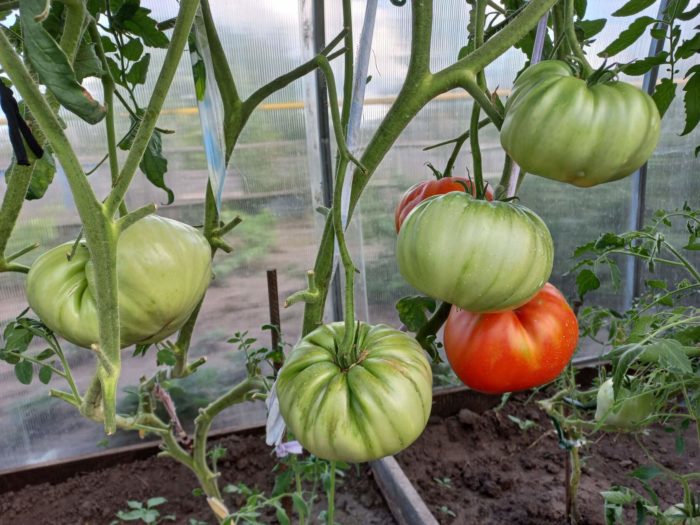 Θάμνοι ντομάτας Σιβηρικού Κιλού