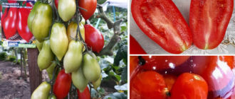 Домат „Сибирска пируета“