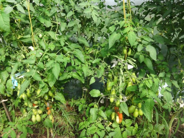 Θάμνοι ντομάτας