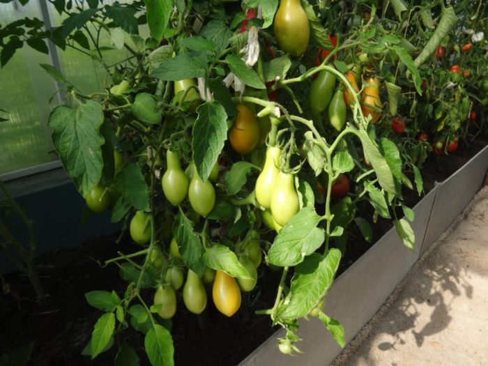 Σιβηρική πιρουέτα