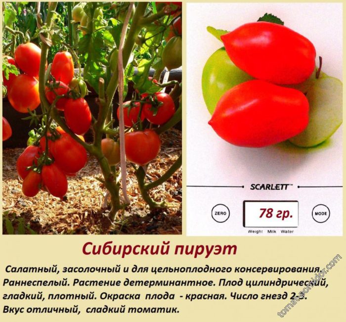 Ντομάτα Σιβηρικής Πιρουέτας