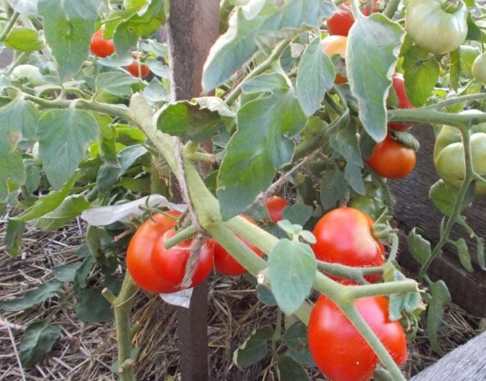 Храст от сибирския ранозреещ сорт