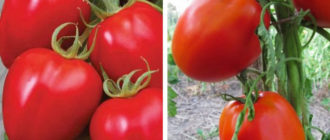 Семена и плодове от сорта Сибирско чудо