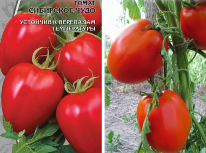 Σπόροι και καρποί της ποικιλίας Siberian Miracle