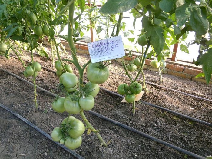 Σιβηρικές θαυματουργές ντομάτες