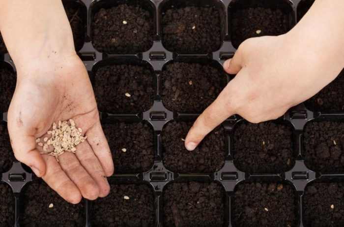 Засяване на семена