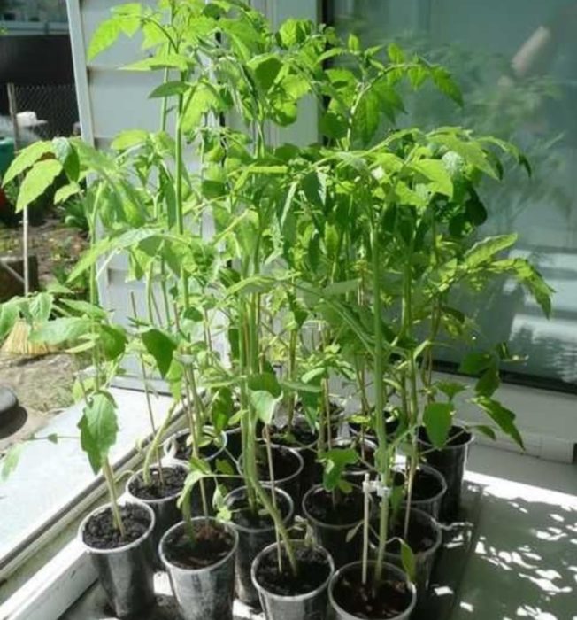 Σιβηρικά σπορόφυτα ντομάτας πρώιμης ωρίμανσης