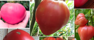 Домати с форма на сърце