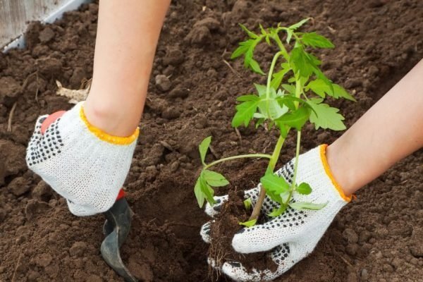 Засаждане на домати в земята Засаждане на домати