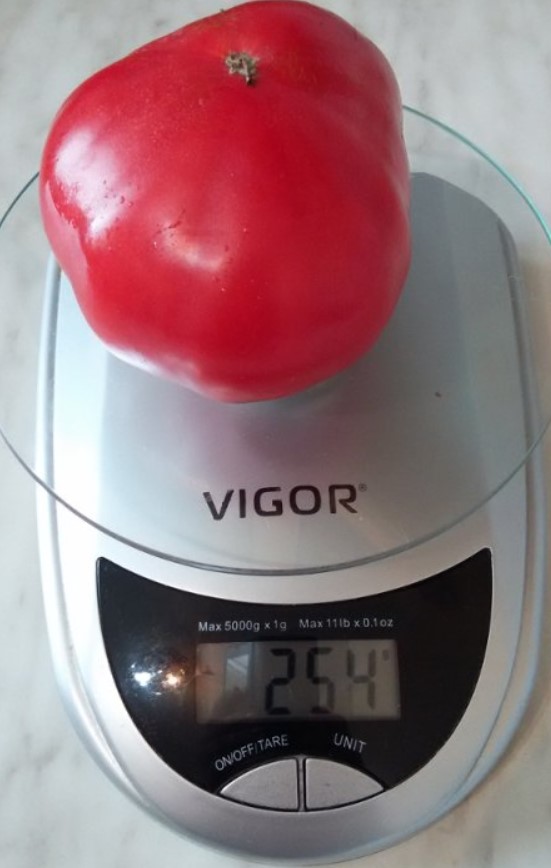 Червен сорт от сорта Микадо Червеният Микадо