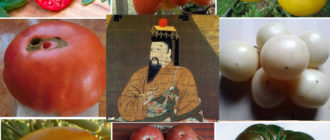 Домати Микадо