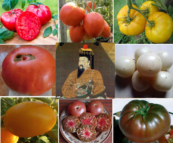 Различни сортове домати Микадо Домати Микадо