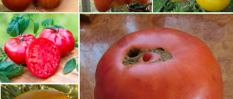 Микадо Червено