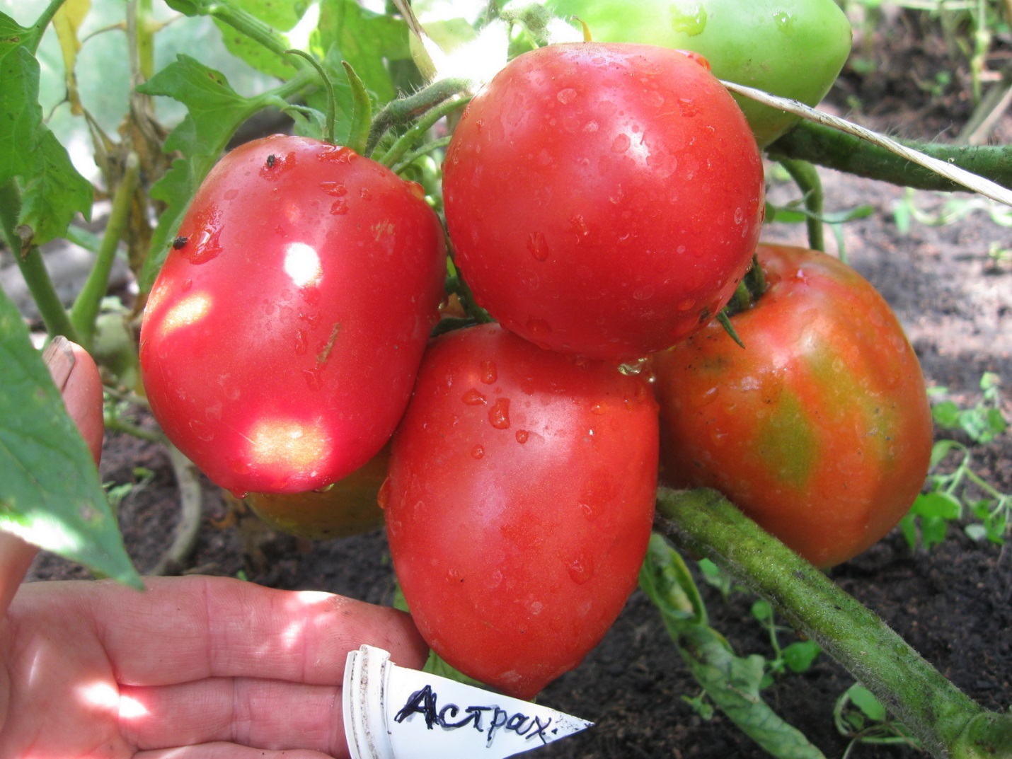 Сорт домати Астрахан