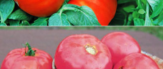 Домат Бугай червен и розов