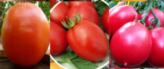 Сортове домати Де Барао