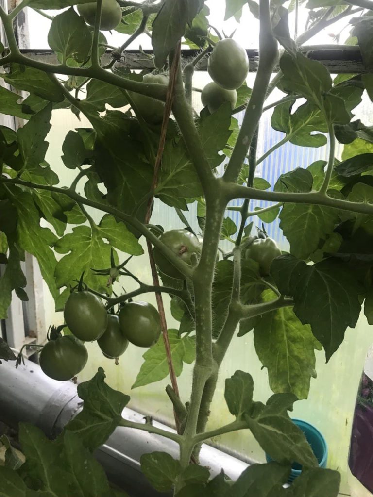 Образуване на домати