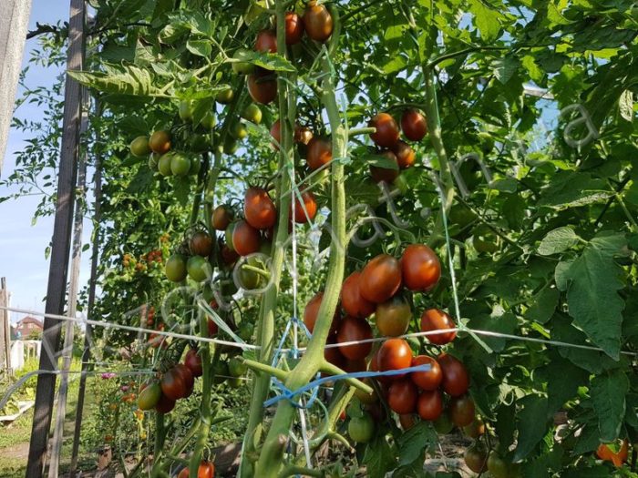 Черни доматени храсти Де Барао