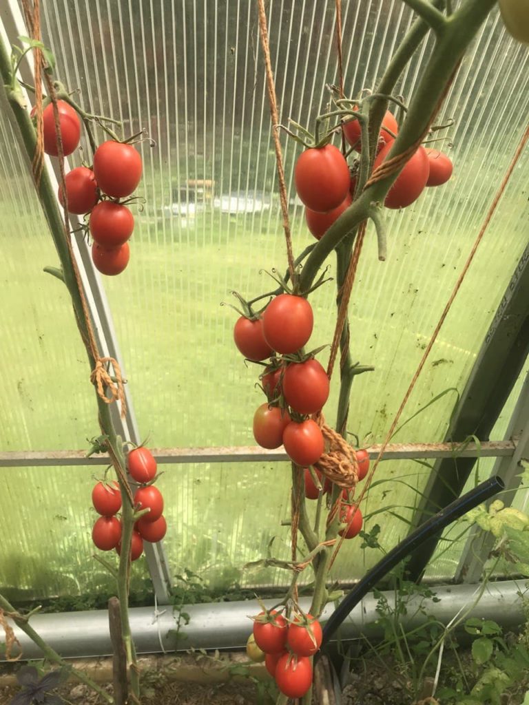 Де барао на храста