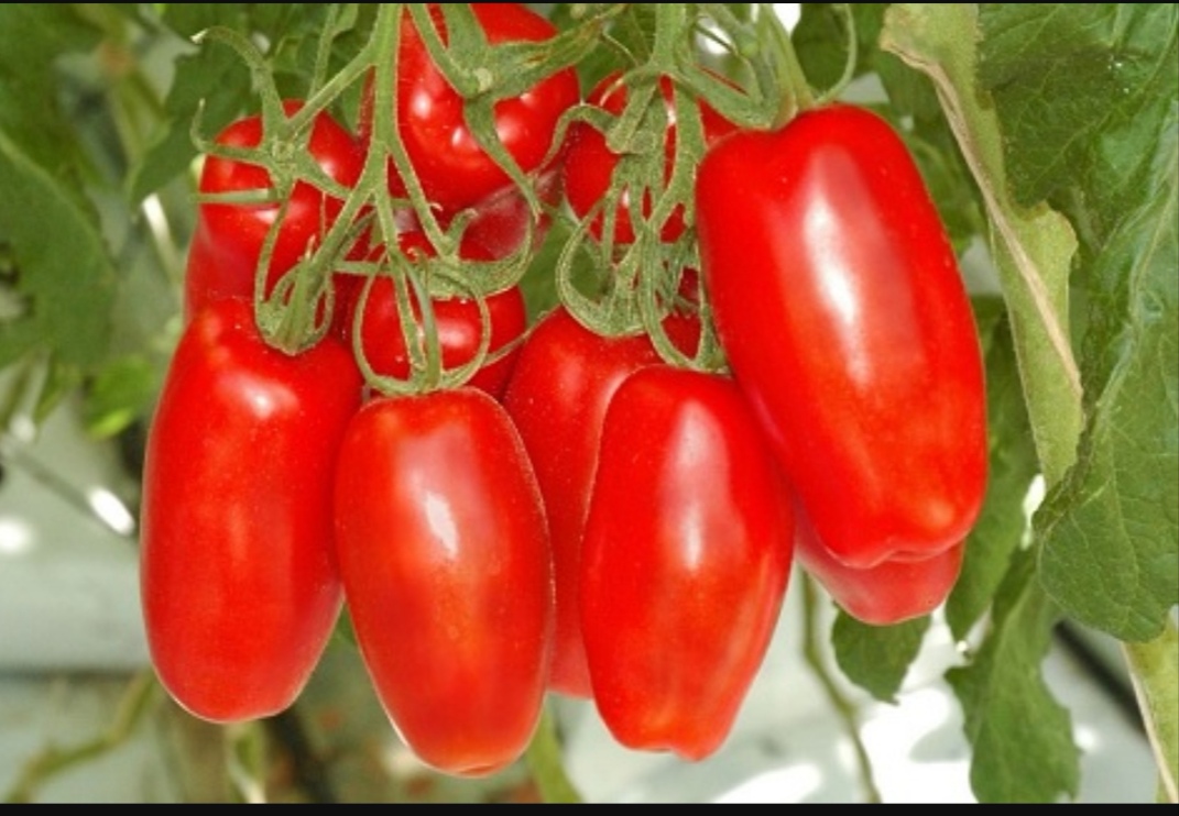 Сорт домати Гаспачо