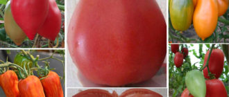 Сортове от сорта Кьонигсберг