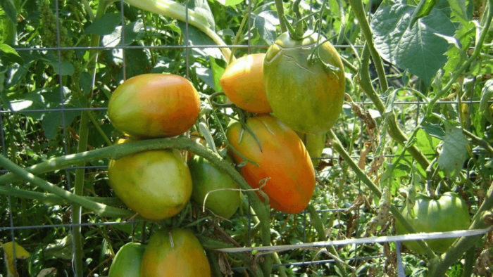 Зреене на домати Кьонигсберг