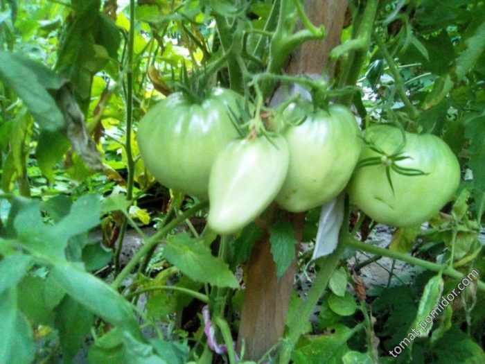 Зелени домати на храста
