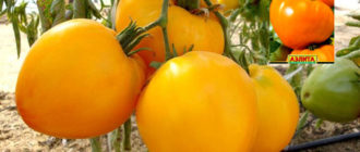 Доматът „Цар на Сибир“