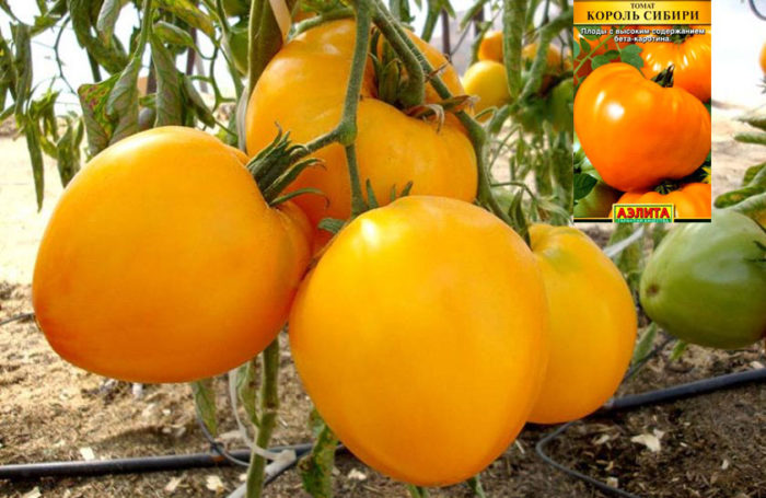 Ο Βασιλιάς της Ντομάτας της Σιβηρίας