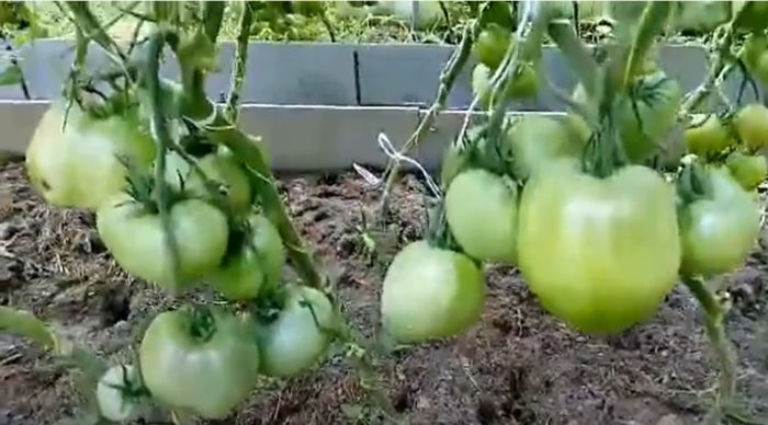 Θάμνοι ντομάτας της ποικιλίας King of Siberia