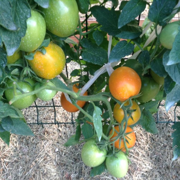 Ο Βασιλιάς της Ντομάτας της Σιβηρίας στον θάμνο