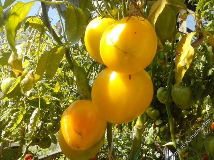 Ο Βασιλιάς της Σιβηρίας σε έναν θάμνο