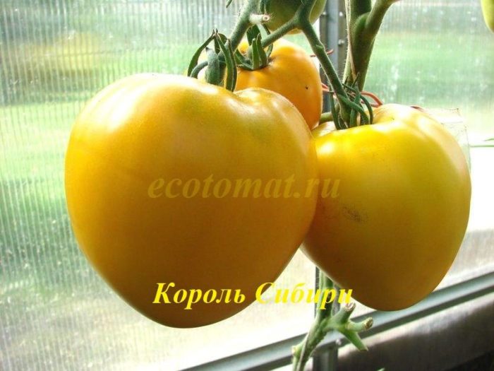 Ντομάτα στον θάμνο