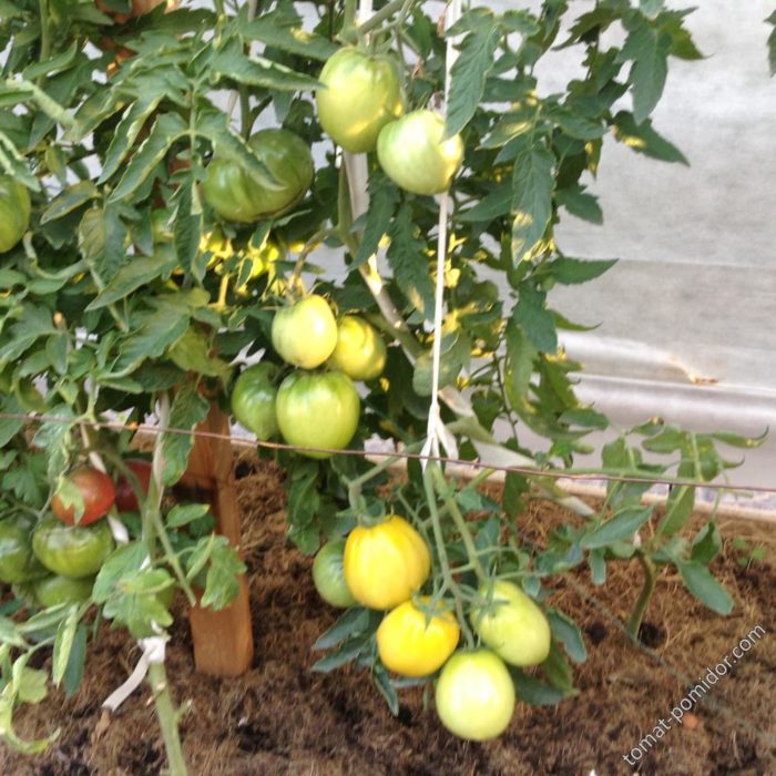 Ο Βασιλιάς της Ντομάτας της Σιβηρίας