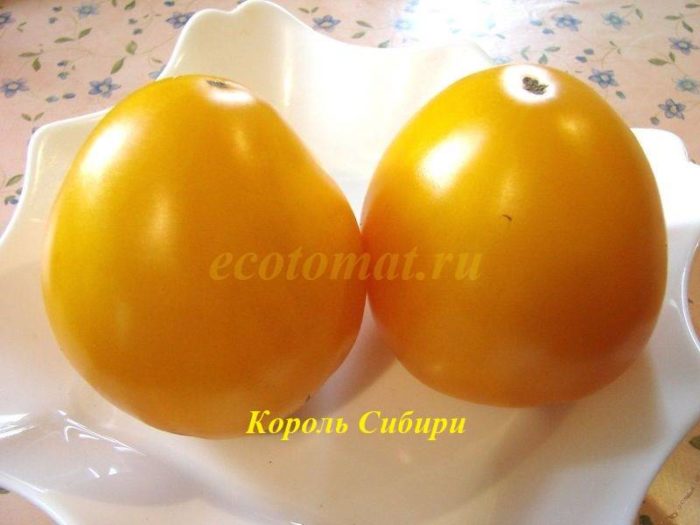 Ντομάτες σε ένα πιάτο