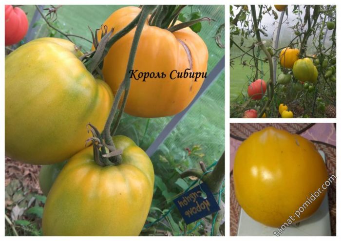 Ποικιλία ντομάτας King of Siberia